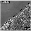 kessler_664_2011_int_j_mol_med_fiedler_rgd_auf_eo-stat-po011_500.100x0.jpg